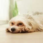 Comment gérer le stress et l&rsquo;anxiété chez les animaux : une approche complète