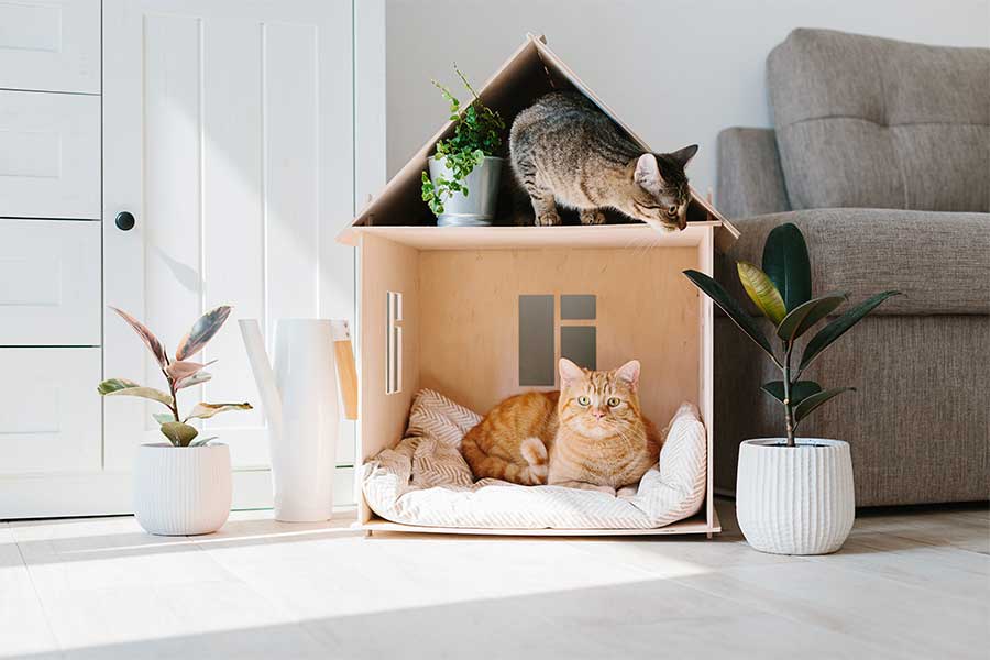 Créer un espace sûr et confortable pour votre animal de compagnie