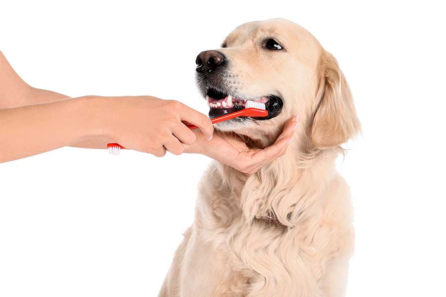 Les astuces indispensables pour une hygiène dentaire impeccable chez les animaux