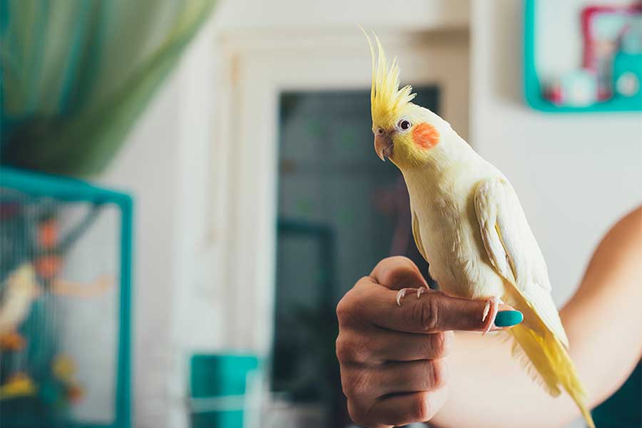 Les bases de l'entraînement des oiseaux domestiques pour une meilleure cohabitation