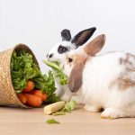 Les bienfaits des repas faits maison pour les rongeurs et lapins