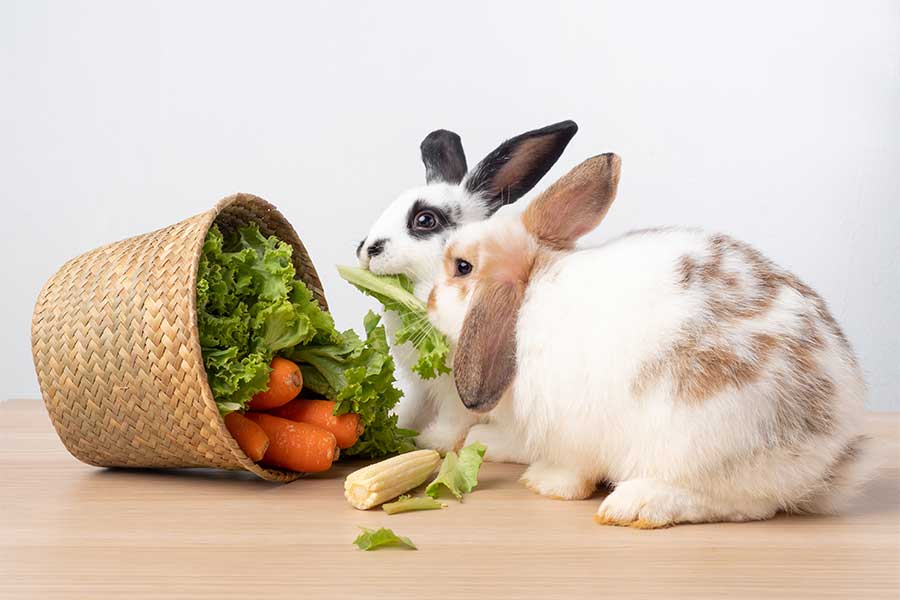 Les bienfaits des repas faits maison pour les rongeurs et lapins