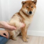 Les meilleures astuces pour gérer la perte de poils chez les animaux domestiques