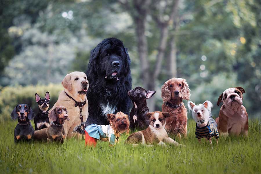 Les races de chiens les plus populaires et leurs caractéristiques uniques