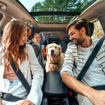 Préparez votre animal pour un voyage en voiture en toute sérénité